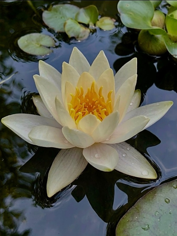 Lotus motif
